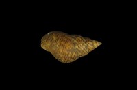 藏品(粗紋玉黍螺)的圖片